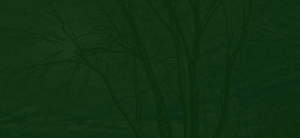 Malvern Tree Services