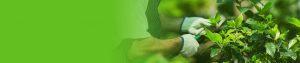 Tree Services Malvern