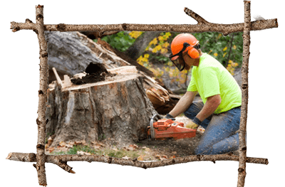 Malvern Tree Company