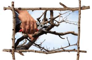 Tree Professional Malvern