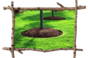 Arborist Malvern