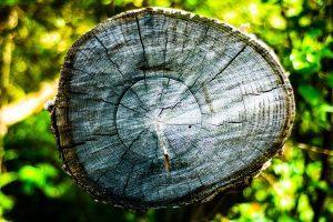 Tree Cutting Malvern