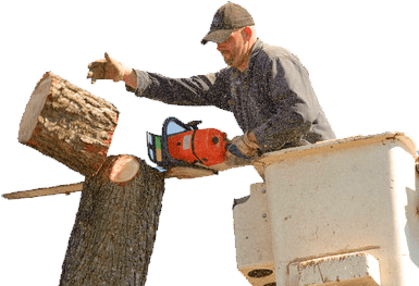 Tree Professional Tree Professional