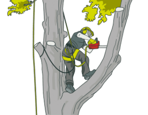 Arborist Blackburn