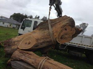 Blackburn Tree Cutting